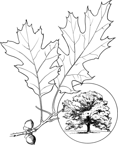 Northern Red Oak Or Champion Oak Coloring Page